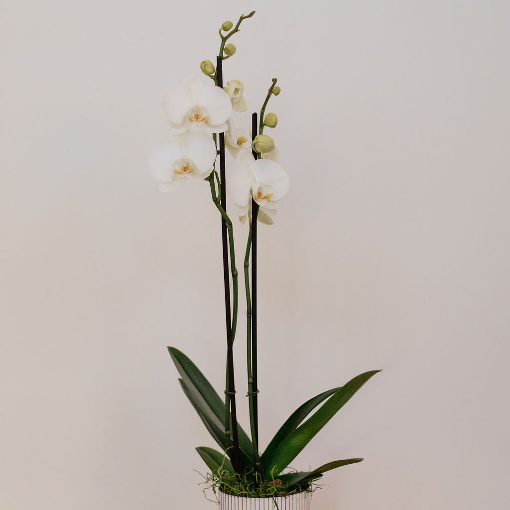 Phalaenopsis orchid