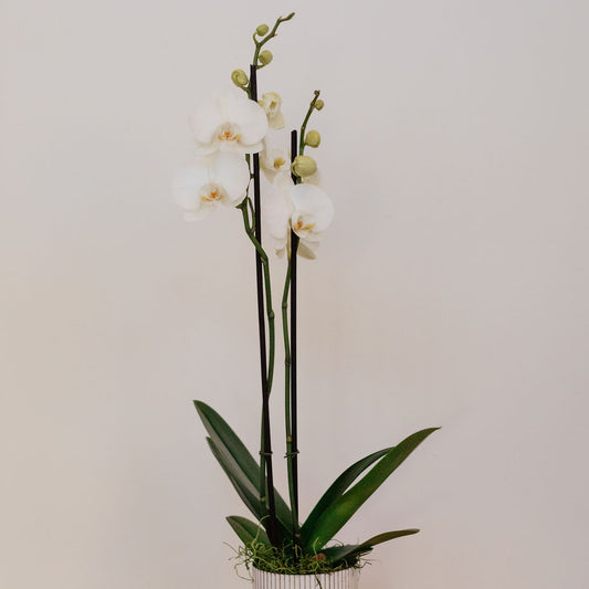 Phalaenopsis orchid