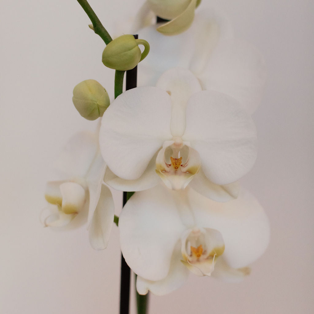 Phalaenopsis orchid