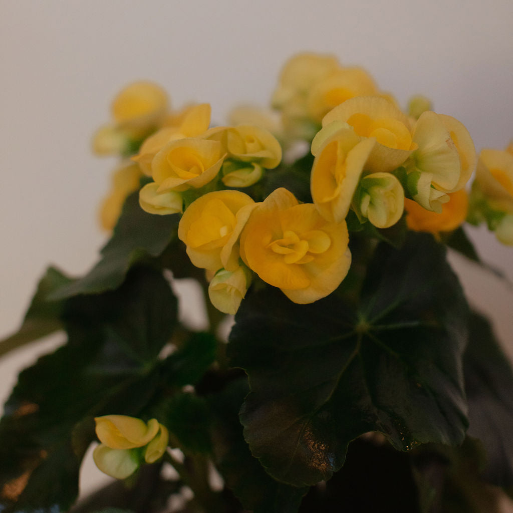 Flowering Begonia