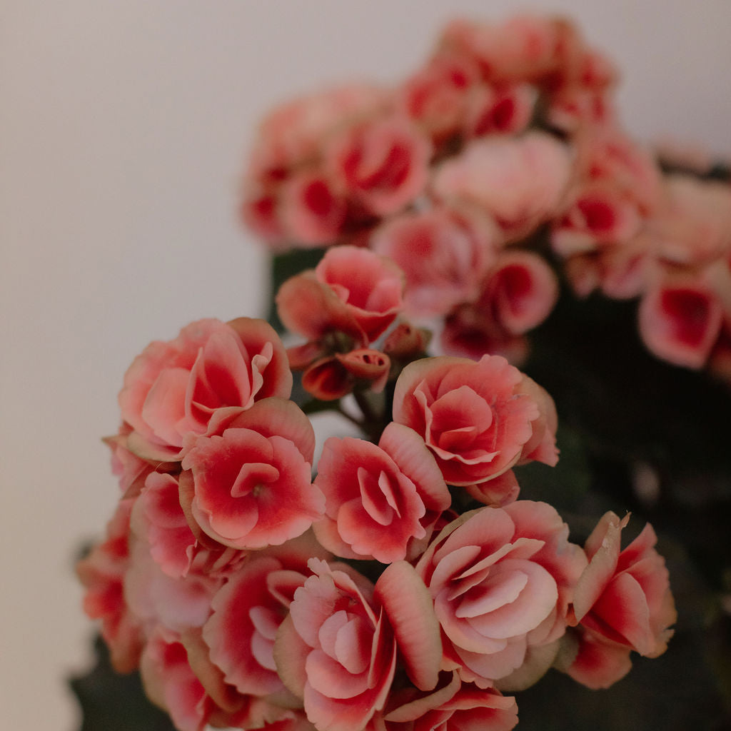 Flowering Begonia
