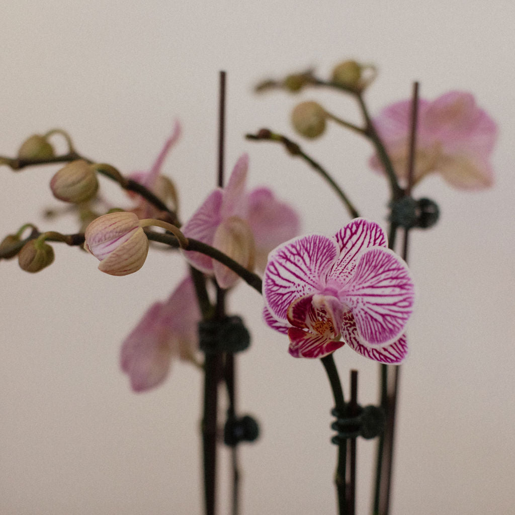 Phalaenopsis orchid