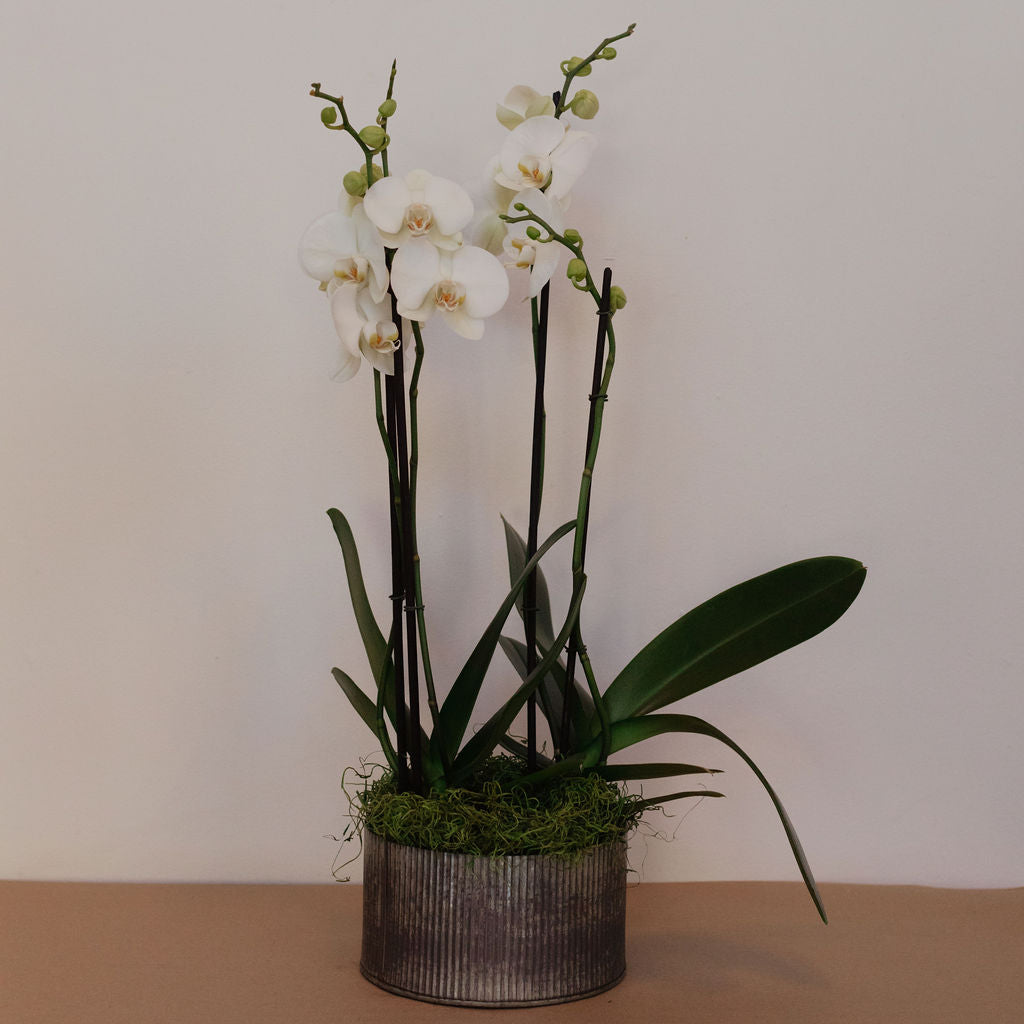 Phalaenopsis orchid