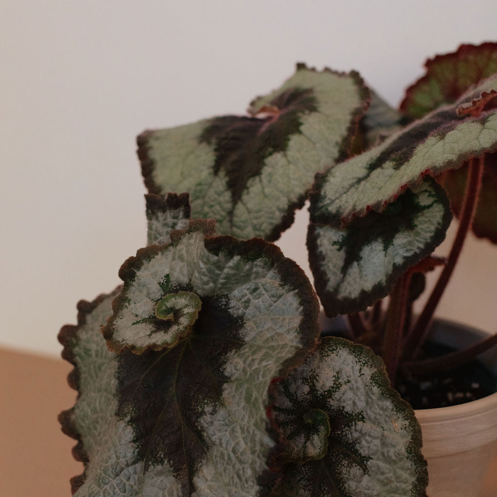 Rex Begonia