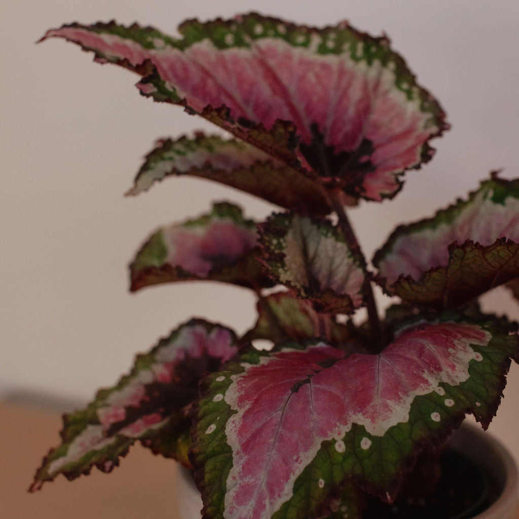 Rex Begonia
