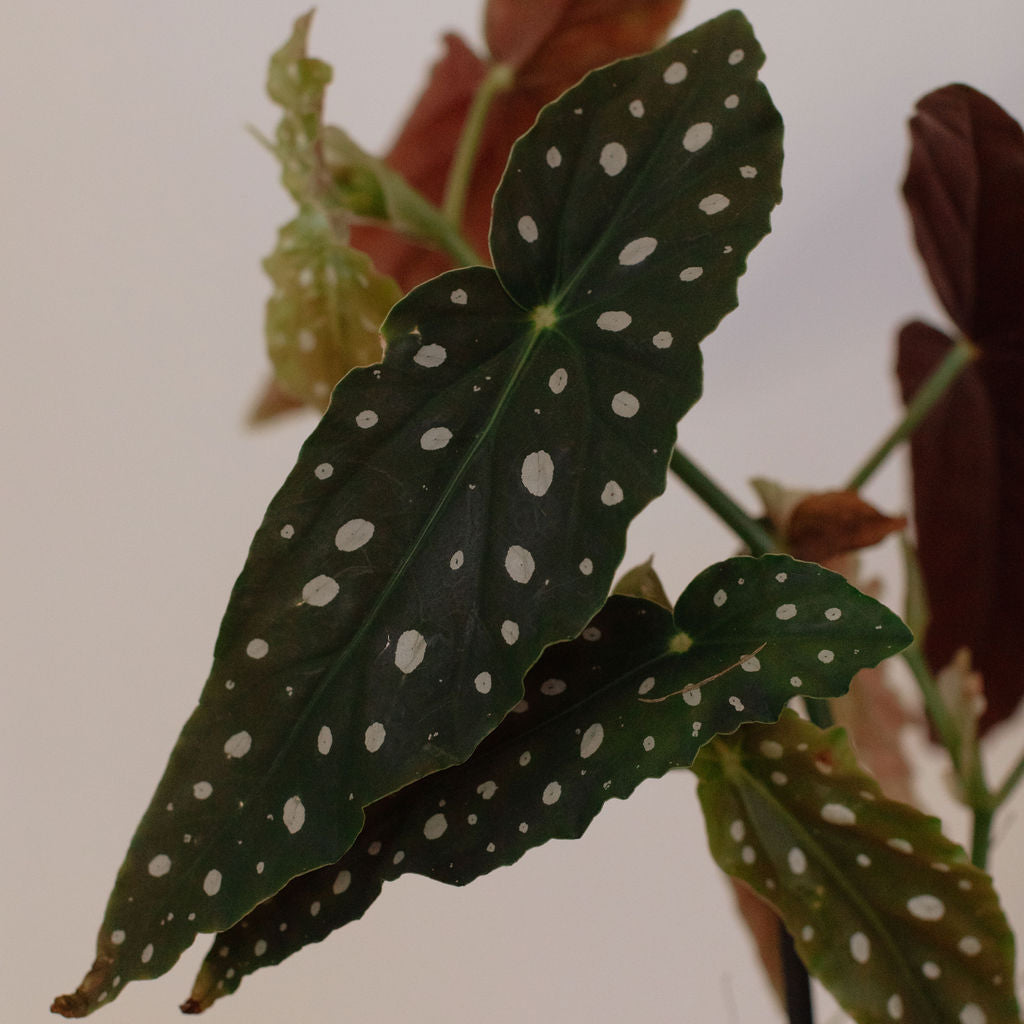 Begonia Maculata