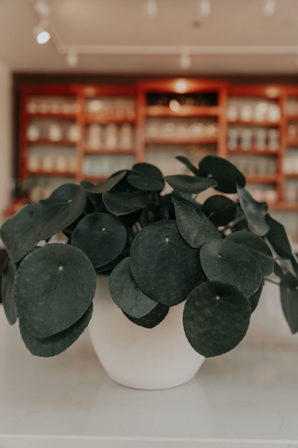Money Plant | Pilea peperomioides