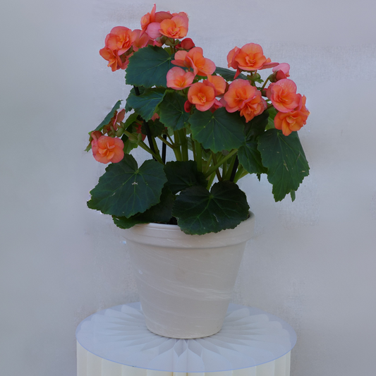Flowering Begonia