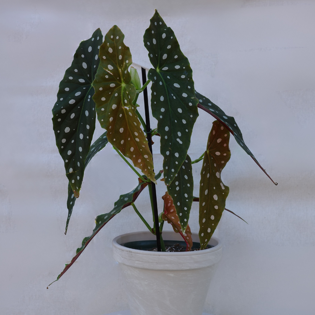 Begonia Maculata