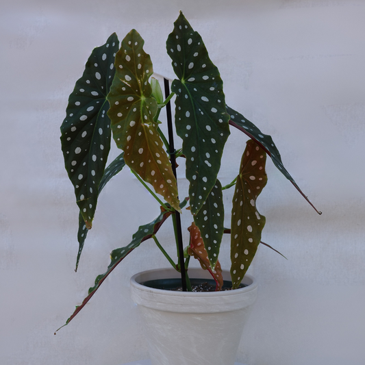 Begonia Maculata