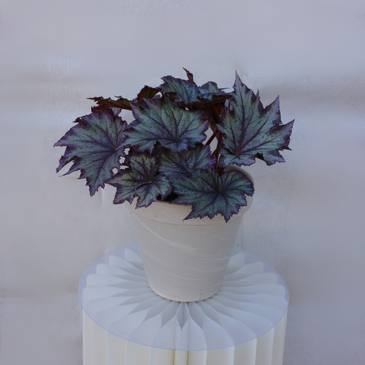 Rex Begonia